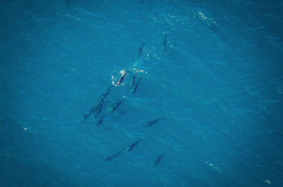 Dolphins from air