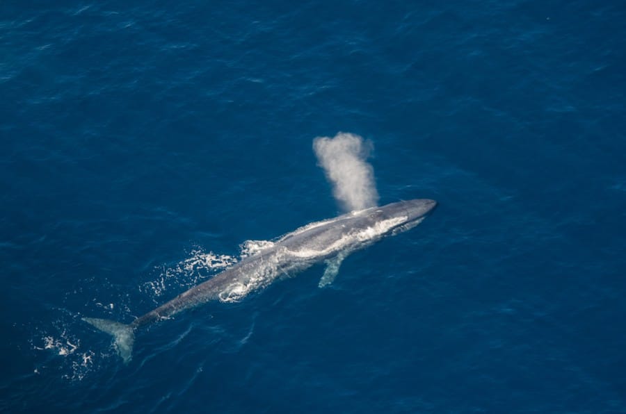 Whale from the airplane